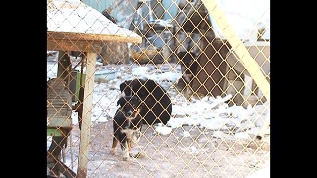 Благовещенские хулиганы поджигают животных смотреть онлайн
