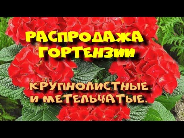 РАСПРОДАЖА ГОРТЕНЗИИ. МЕГИОН. смотреть онлайн