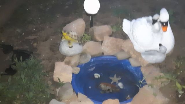Мини пруд, создаю красоту во дворе🦢🌿⚘🌷🌺 смотреть онлайн