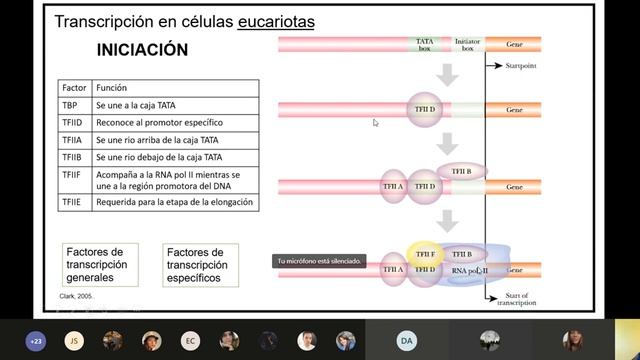 trasncripción del ADN смотреть онлайн