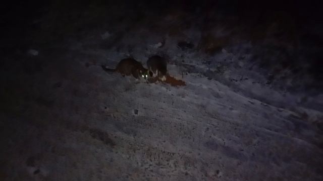 Кормим Бездомных животных смотреть онлайн