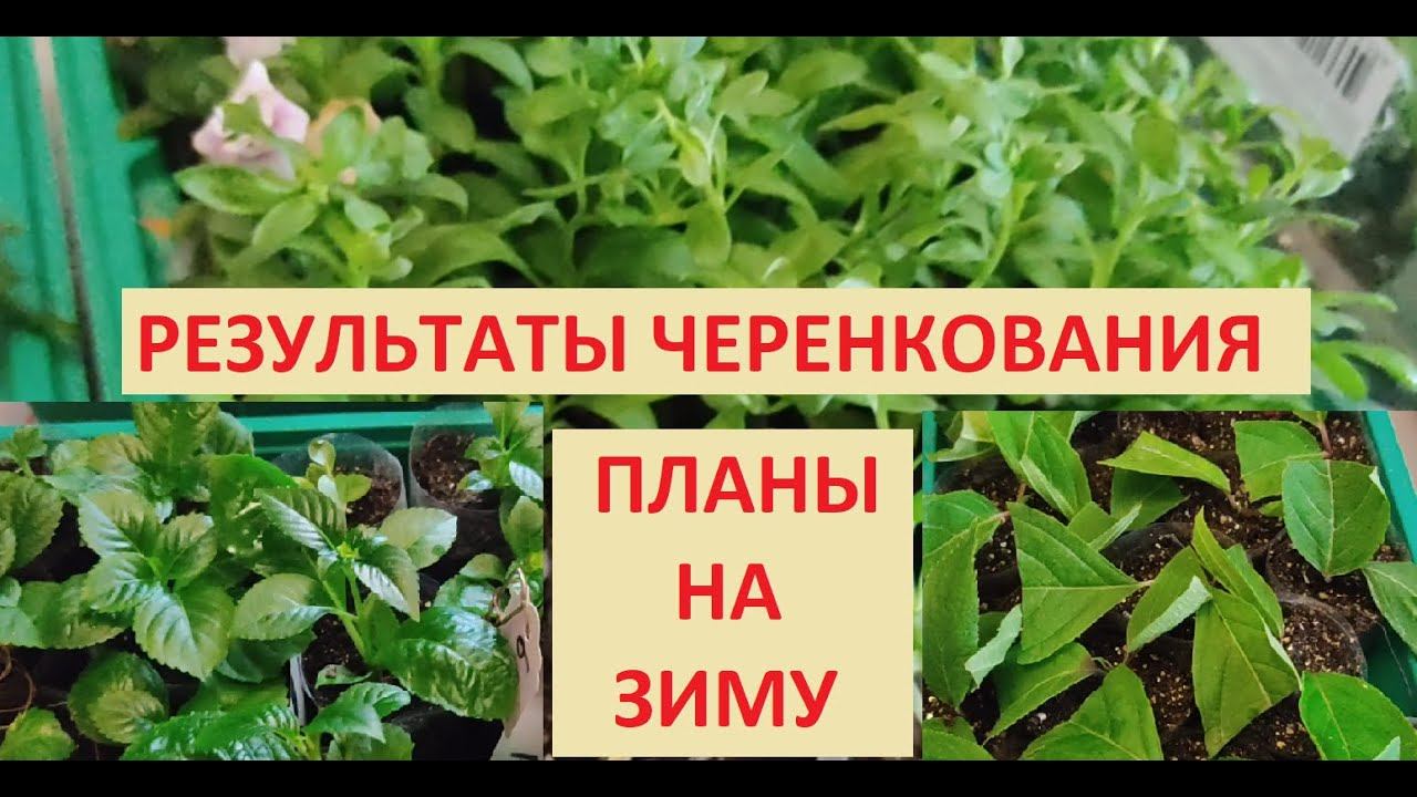 Результат черенкования. Планы на зиму. смотреть онлайн