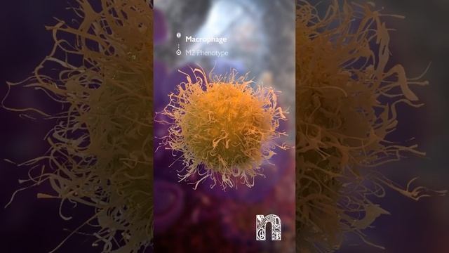 How MagnetOs can help you achieve a more predictable fusion | Medical Animation | MoA Animation смотреть онлайн