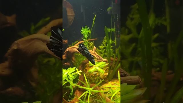 12 gallon Fluval Edge rebuilt from scratch смотреть онлайн