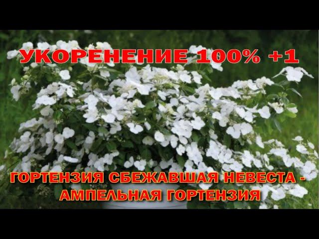 Укорениение 100% + 1. Гортензия "Сбежавшая невеста". смотреть онлайн