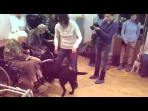 Канис-терапия "Собаки Для Жизни" в пансионате "Приморский" смотреть онлайн