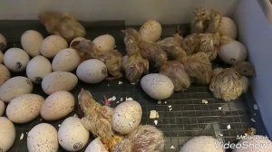 ВЫВОД ИНДЮШАТ И ЦЫПЛЯТ в ИНКУБАТОРЕ #инкубация #индюшиных #яиц