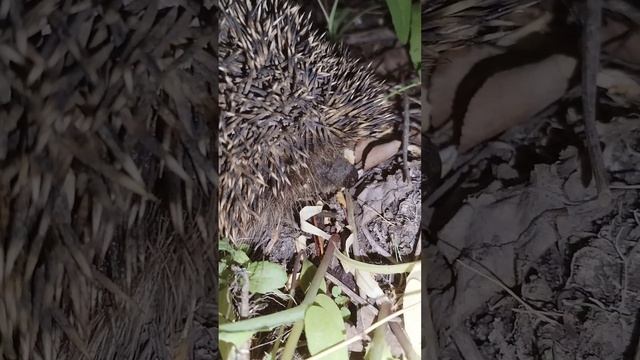 ❗СМОТРЕТЬ СО ЗВУКОМ❗ #shortsvideo #2023 #natural #biology #биология #животные