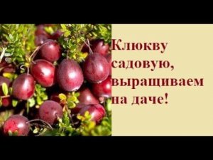 Клюква садовая  Посадка и уход.