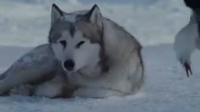 Прикольное видео.УЖАС смотреть онлайн