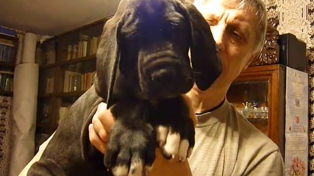 Sargos Cvet Nochi x Lani Zvezda Delii 45 days смотреть онлайн