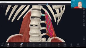 Квадратная мышца поясницы. Анатомия.