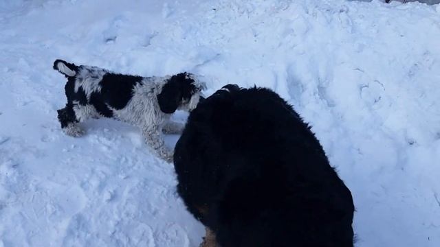 Видео № 477. Весенняя погода в январе. Опять нет повода не прогуляться на свежем воздухе смотреть онлайн