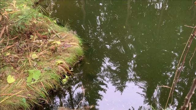 Чистая вода в пруду.Видно внутреннее устройство смотреть онлайн