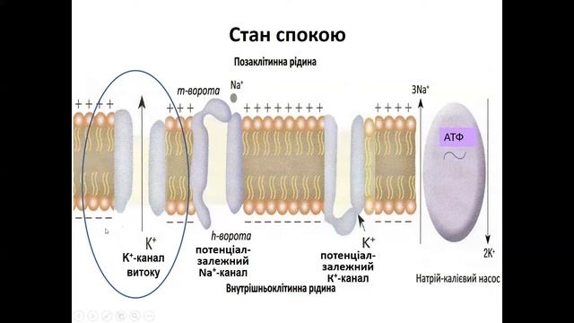 ФІЗІОЛОГІЯ / Комплекс тестів / КРОК-1 смотреть онлайн