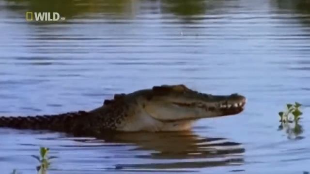 Суперхищники.Крокодил Nat Geo Wild HD.