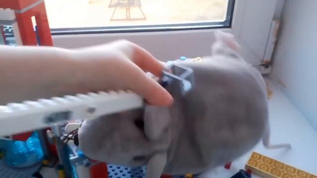 Крыся титан