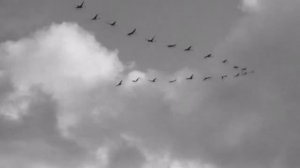 " Журавли "  ( Ян Френкель, Расул Гамзатов )