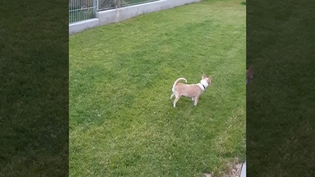 Самая злая собака смотреть онлайн