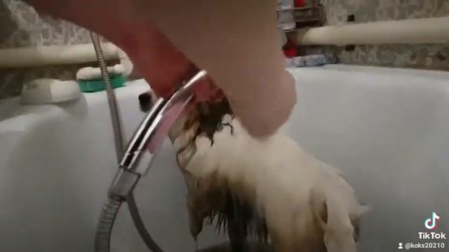 Собачий Дзен смотреть онлайн
