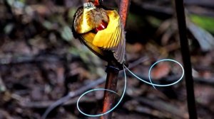 10 САМЫХ НЕОБЫЧНЫХ ПТИЦ