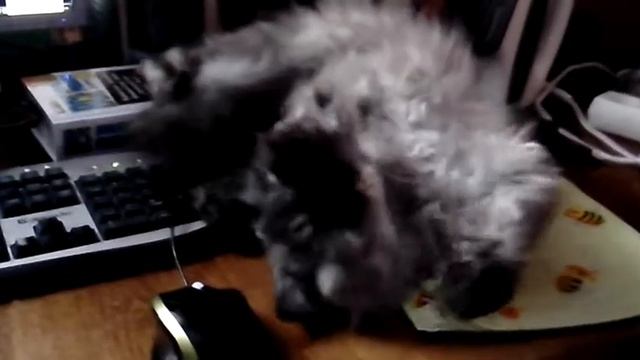 Кошка страдает без кота смотреть онлайн