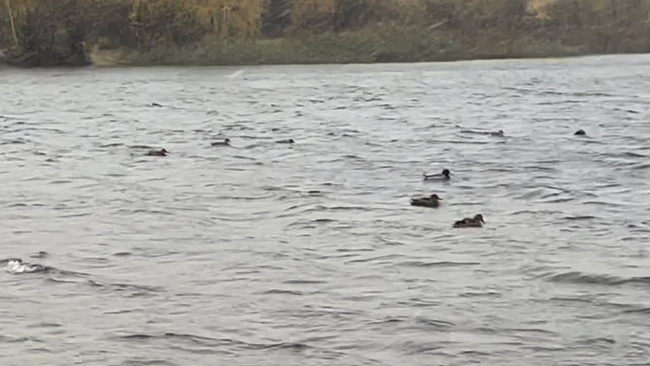 Диким уткам пора улетать в тёплые края. смотреть онлайн