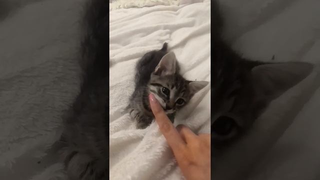 котенок мальчик в добрые руки. Ярославль смотреть онлайн