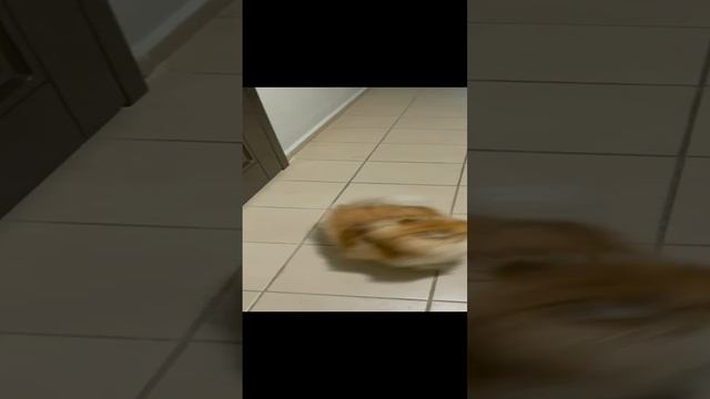 Идём гулять с песней