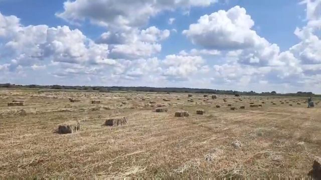 Сено от производителя 29.06.2021р. смотреть онлайн