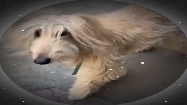 очень милая собачка смотреть онлайн