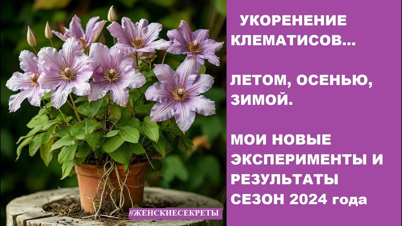 Укоренение клематиса. Летом, осенью, зимой... смотреть онлайн
