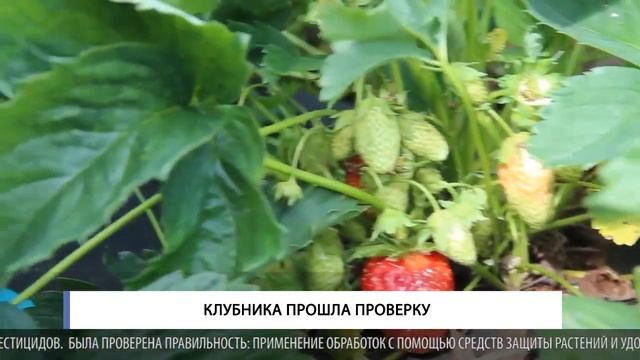 КЛУБНИКА ПРОШЛА ПРОВЕРКУ смотреть онлайн