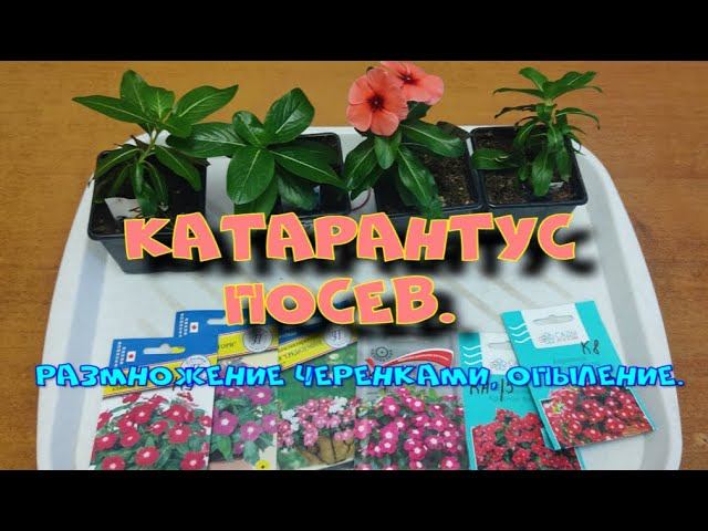 КАТАРАНТУС. (БАРВИНОК). ВЫРАЩИВАНИЕ ИЗ СЕМЯН, ИЗ ЧЕРЕНКА. смотреть онлайн