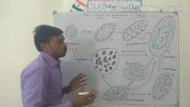 Origin And Development Of Chloroplast /Plastids In Hindi