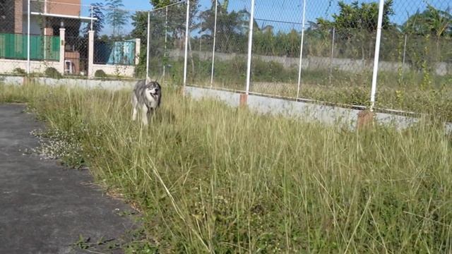 Apricity Litter A First Barkday and the Reunion. VLOG #9 смотреть онлайн