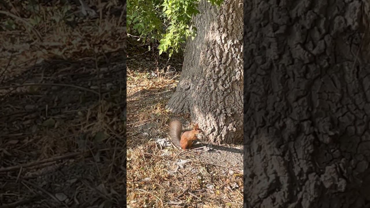 Геленджик. Смелая белка в лесу. смотреть онлайн