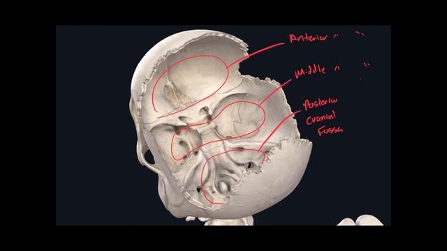 Landmarks of the Skull and Hyoid Bone смотреть онлайн