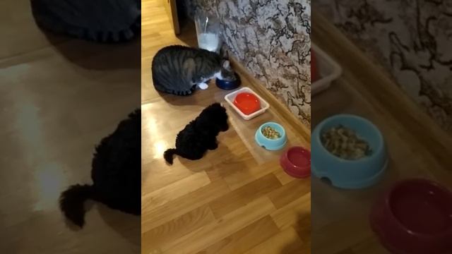 Кот Муслик и собачка Соня обедают. Muslik cat and dog Sonya.Dinner. смотреть онлайн