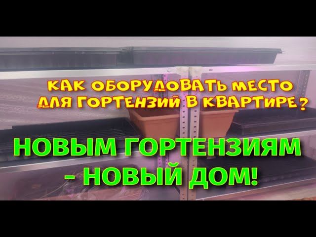 НОВЫМ ГОРТЕНЗИЯМ - НОВЫЙ ДОМ! ОБУСТРОЙСТВО СТЕЛЛАЖА. смотреть онлайн