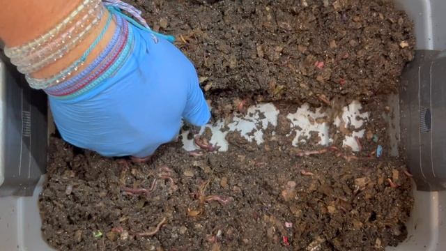 Will Compost Worms Eat Your Flower Bouquet? + How To Identify A Red Wiggler | Vermicompost Worm Far смотреть онлайн