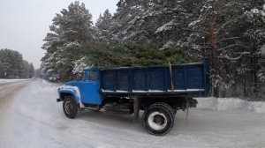 ЗИЛ-130 за Ёлками к Новому году! Застрял в деляне! Ждем трактор МТЗ-82 пытаемся не замерзнуть!