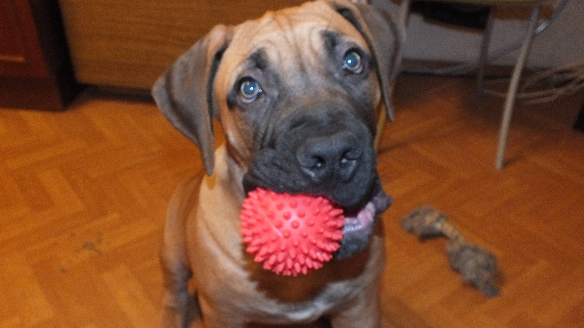 Бурбуль Блейд! 3 месяца! Первая прогулка!