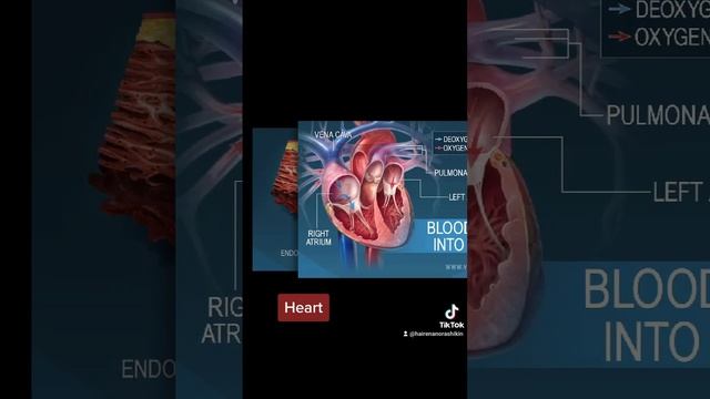 MIT166 CIRCULATORY SYSTEM