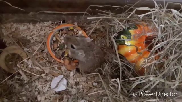 Уборка у песчанок смотреть онлайн