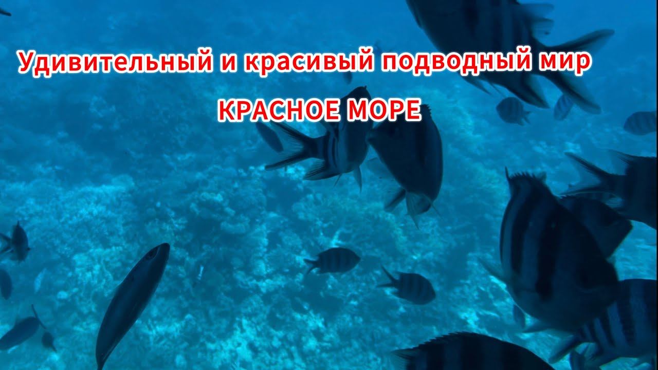 Подводный мир Красного моря. Египет, водная экскурсия. смотреть онлайн