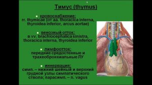 Тимус. Топография. Сосуды, нервы, лимфатические узлы