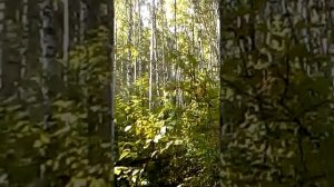 Как вызвать сиреноголового в лесу без ничего