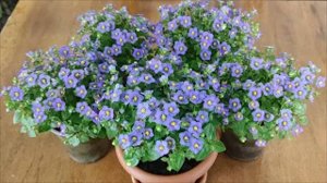 КАК Я ВЫРАЩИВАЛА ЭКЗАКУМ.