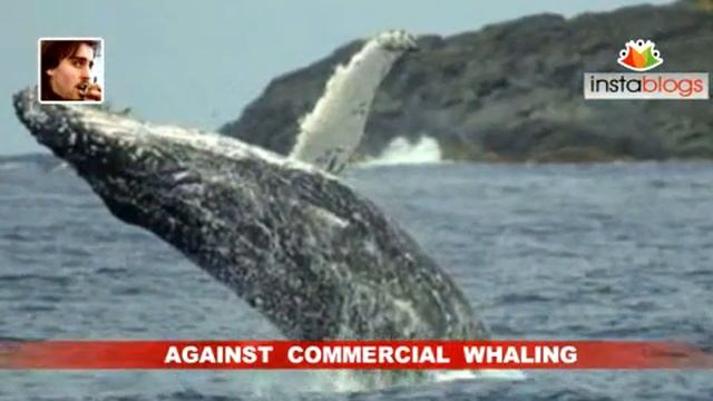 New Zealand Opposes Lifting Of Ban On Whaling